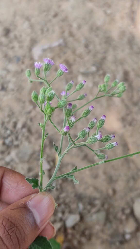 Cyanthillium cinereum