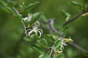 Grewia tenax (Forssk.) Fiori