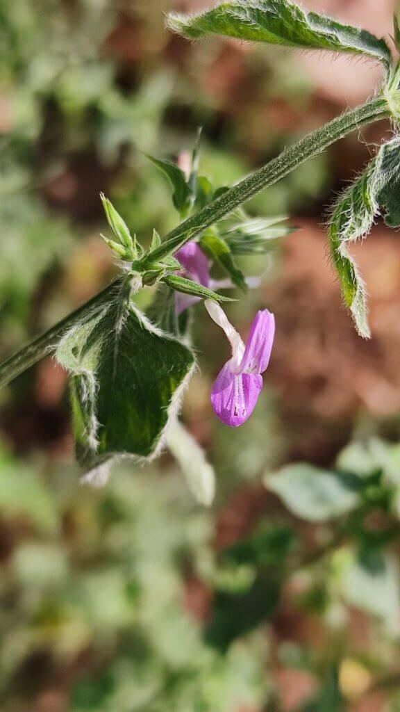 Dicliptera paniculata