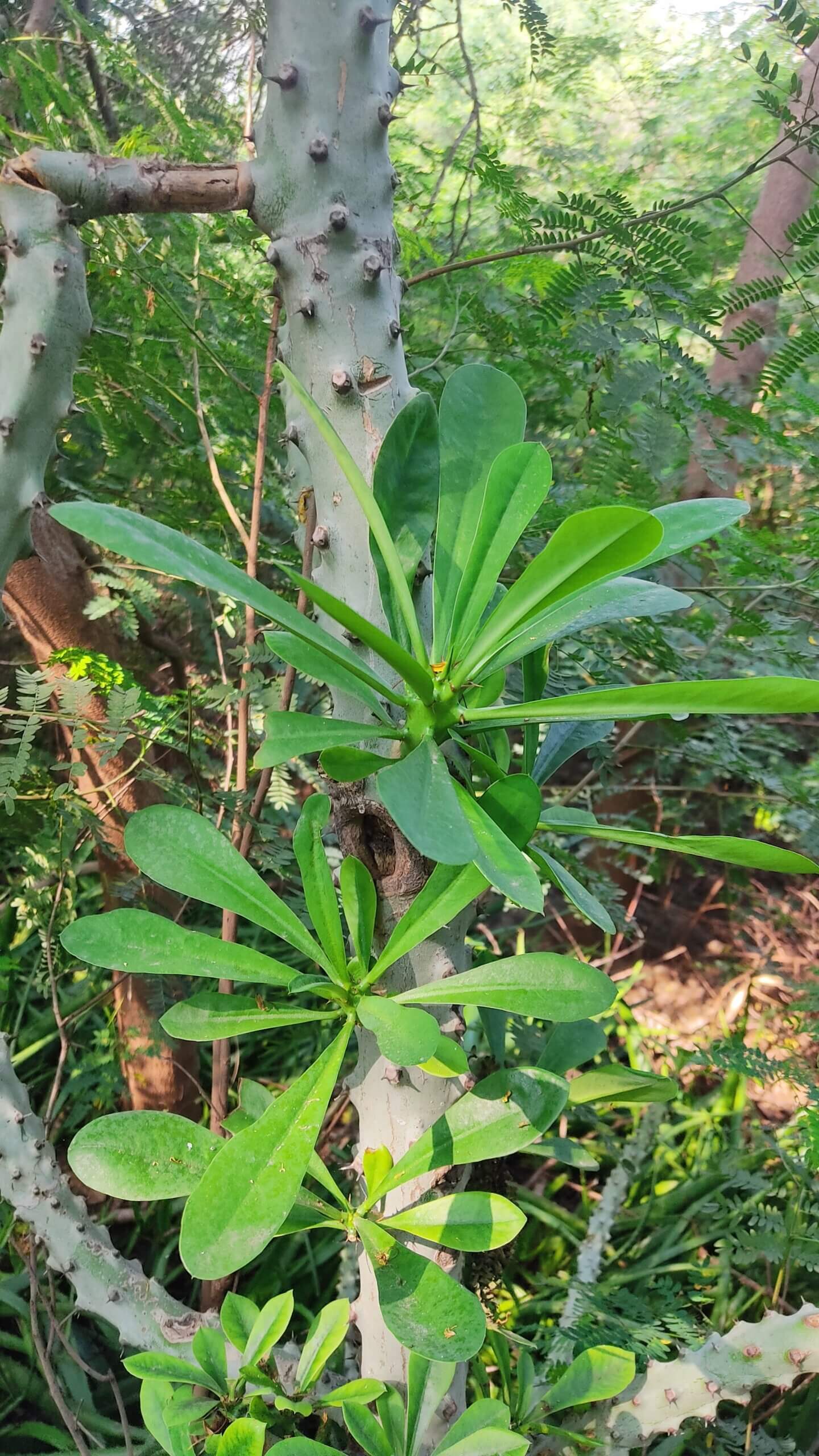 Euphorbia neriifolia 1