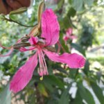 Bauhinia x blakeana