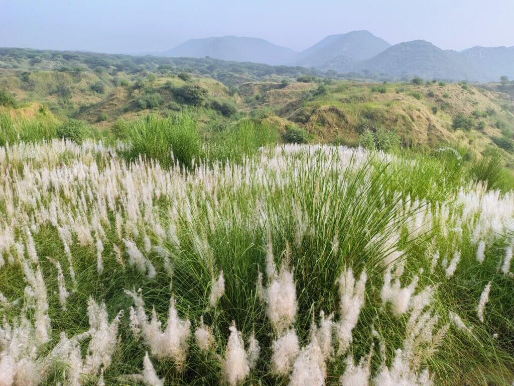 Saccharum spontaneum