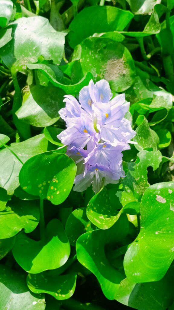 Pontederia crassipes