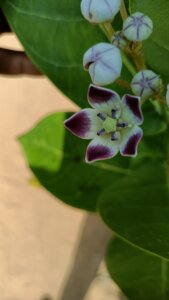 Calotropis procera