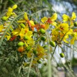 Parkinsonia aculeata L.