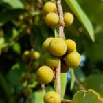 Bridelia retusa (L.) A.Juss.