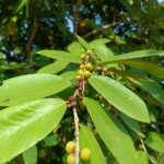 Bridelia retusa (L.) A.Juss.