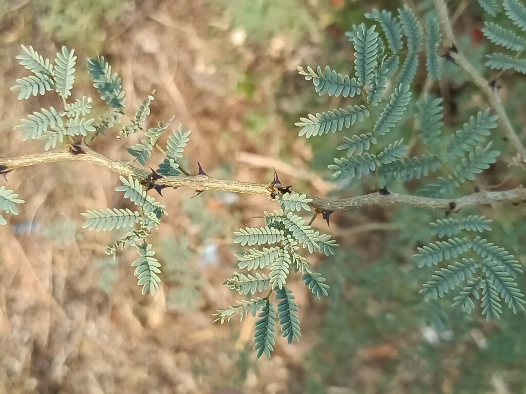 Senegalia senegal (L.) Britton