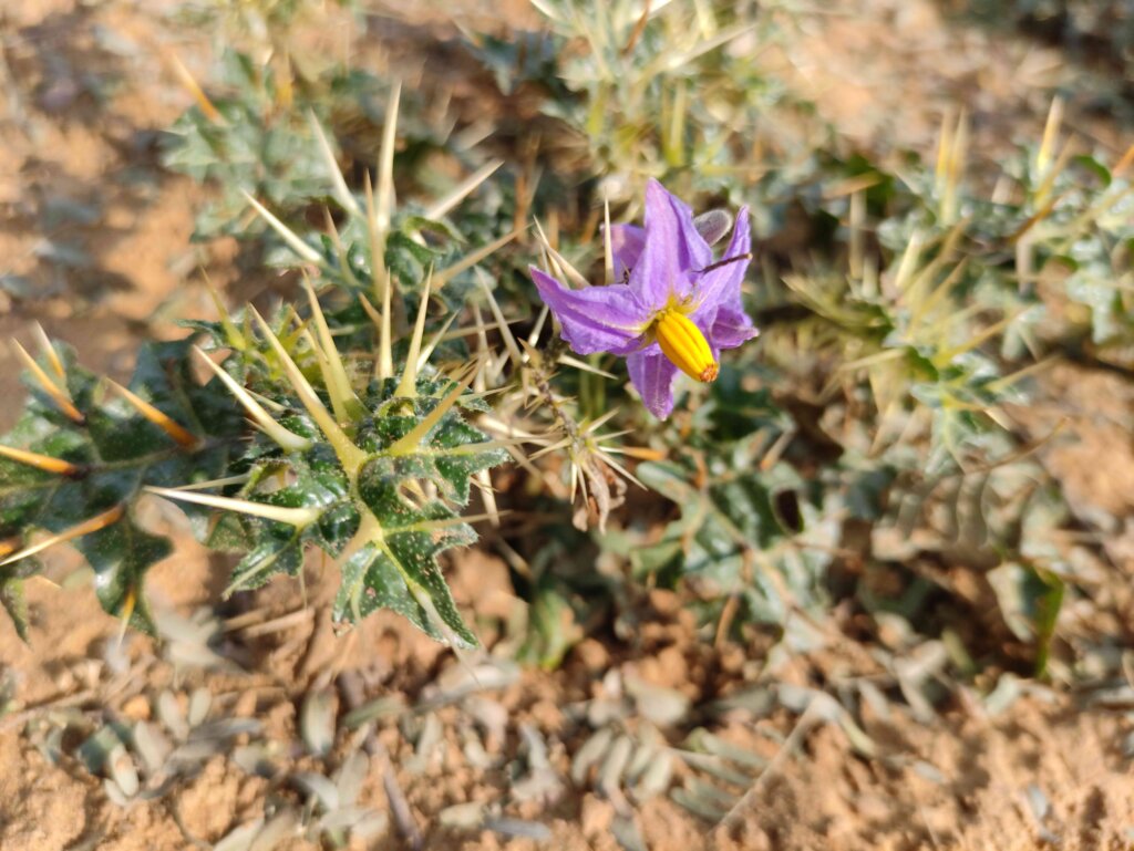 Solanum virginianum L.
