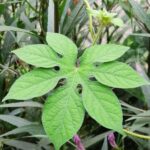 Ipomoea pes-tigridis . L