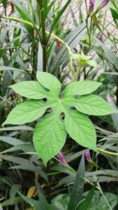 Ipomoea pes-tigridis . L