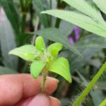 Ipomoea pes-tigridis . L