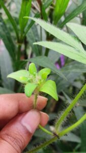 Ipomoea pes-tigridis . L