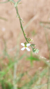 Farsetia stylosa