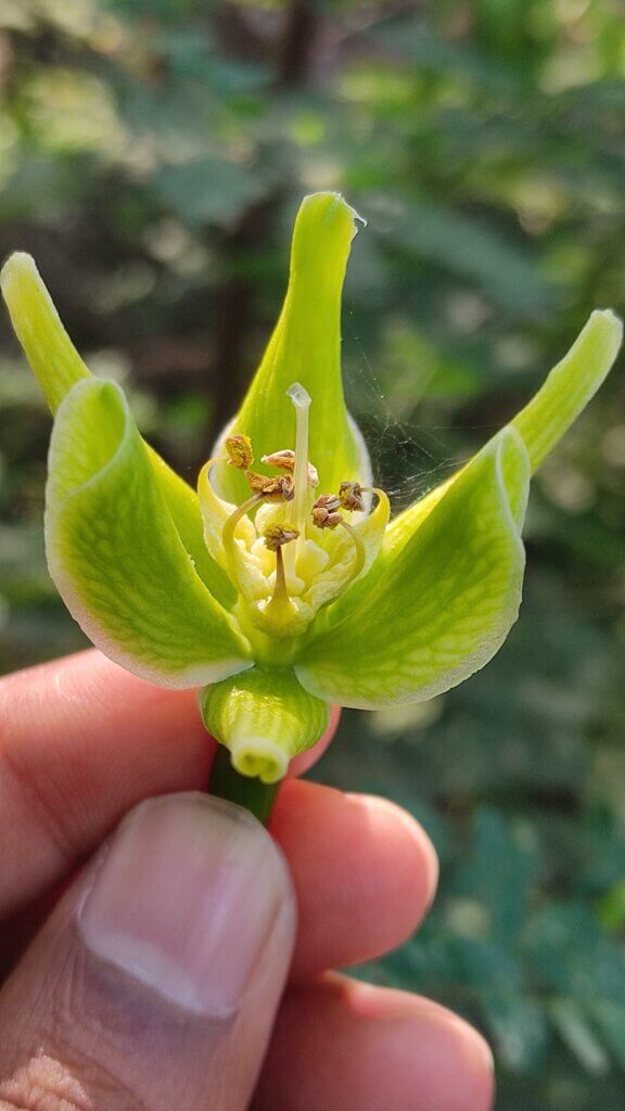 Agave americana