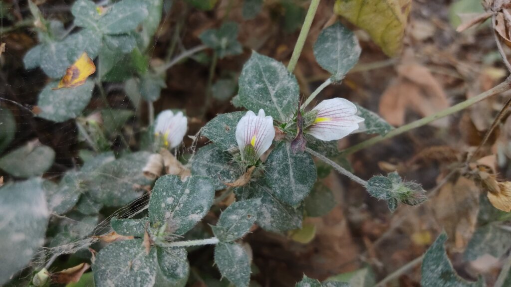 Blepharis maderaspatensis (L.) B.Heyne ex Roth