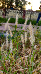 Cenchrus ciliaris