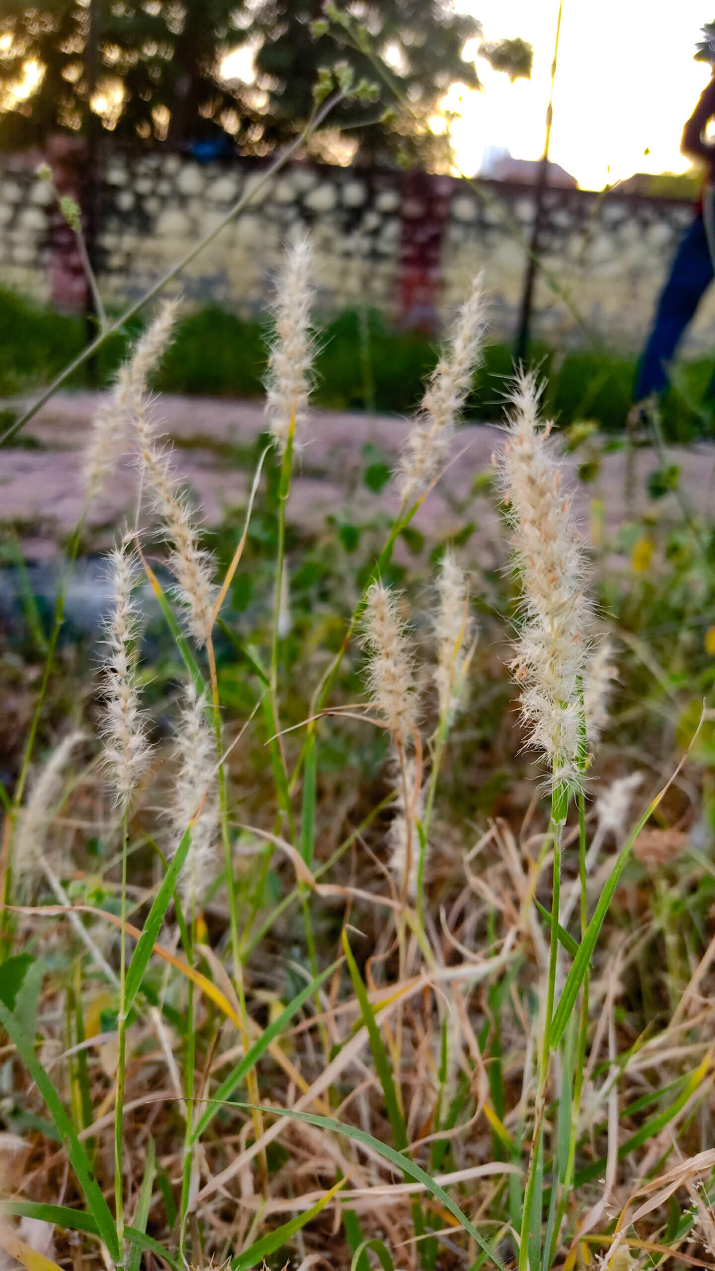 Cenchrus ciliaris