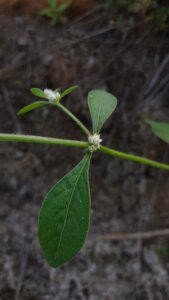 Alternanthera ficoidea