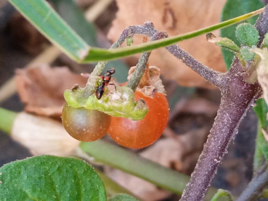 Solanum villosum L.