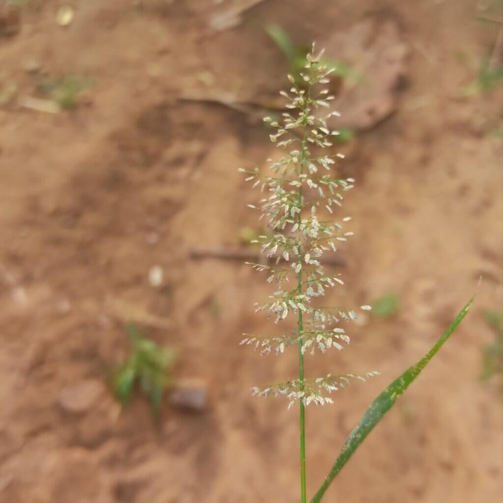 Eragrostis tenella (L.) P.Beauv. ex Roem. & Schult.