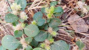 Alternanthera pungens