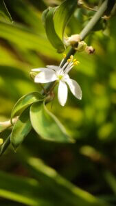 Chlorophytum comosum (Thunb.) Jacques