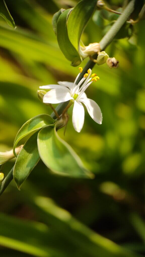 Chlorophytum comosum (Thunb.) Jacques