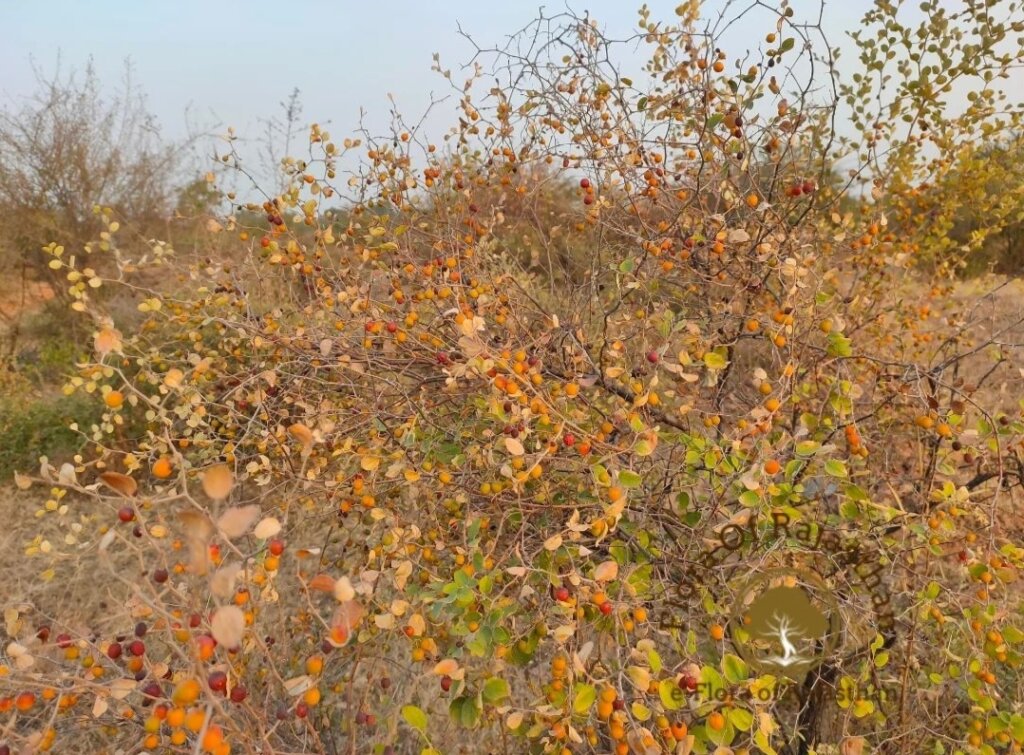 Ziziphus nummularia (Burm.f.) Wight & Arn.