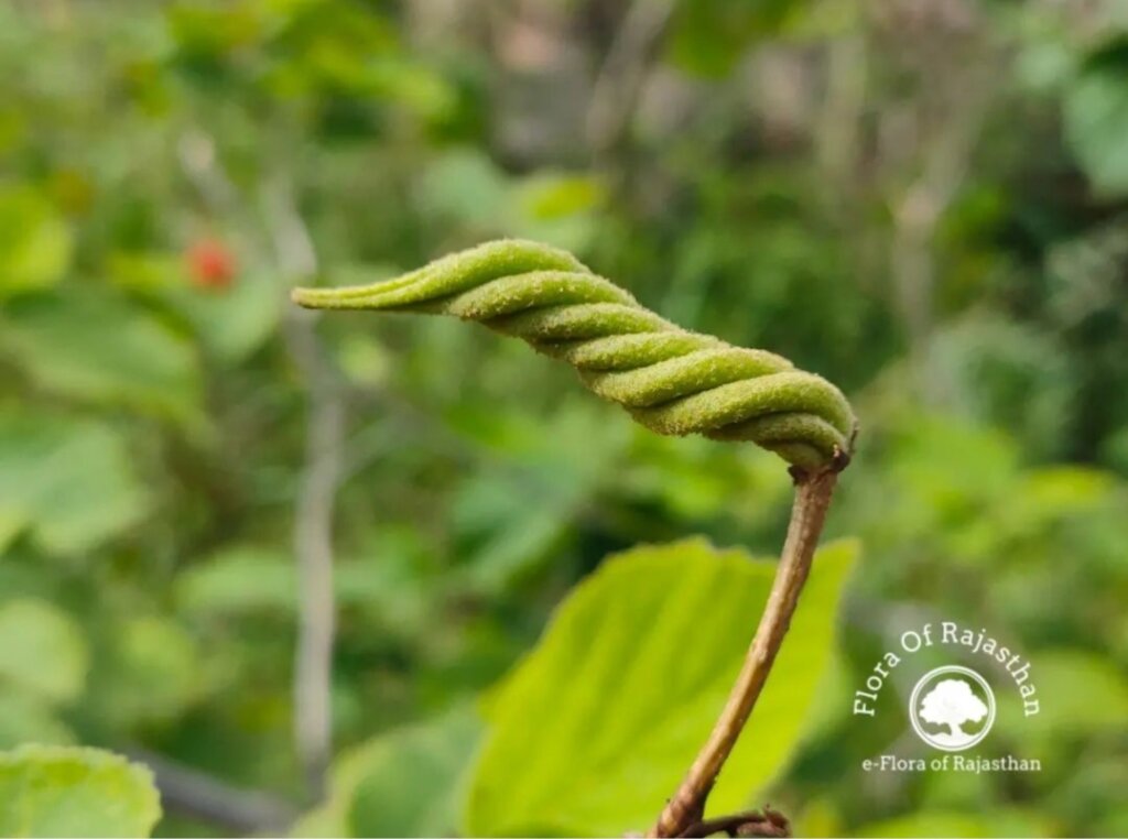 Helicteres isora L.