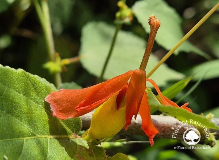 Genus: Helicteres 3 Attached Image