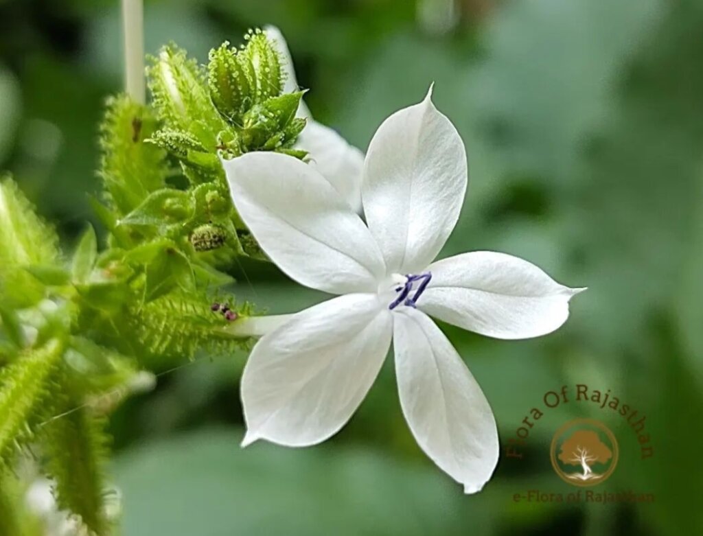 Plumbago zeylanica L.