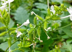 Plumbago zeylanica L.