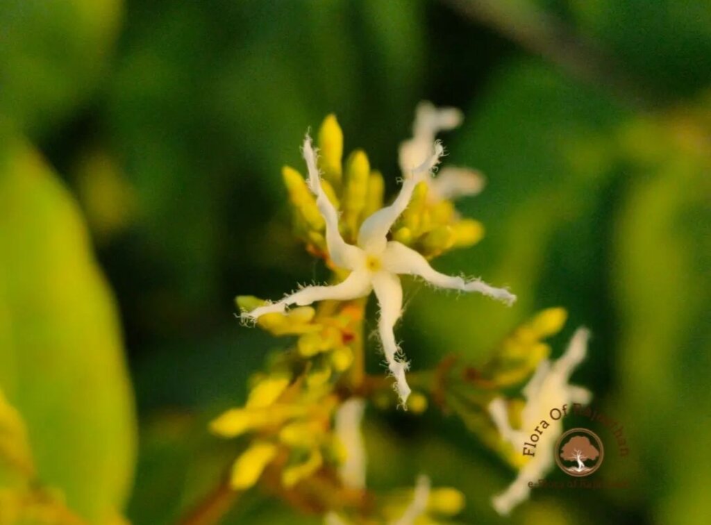 Ichnocarpus frutescens (L.) W.T.Aiton
