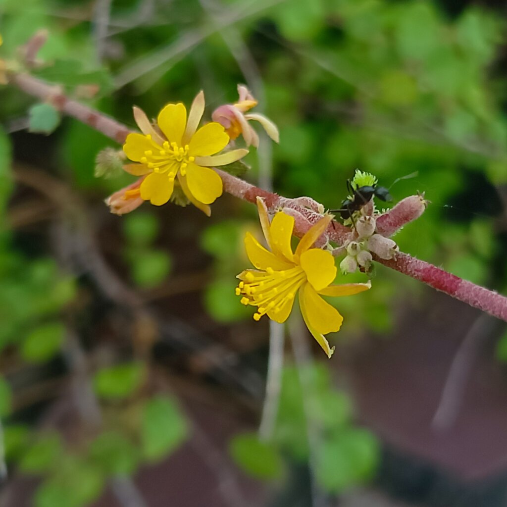 Triumfetta rhomboidea Jacq.