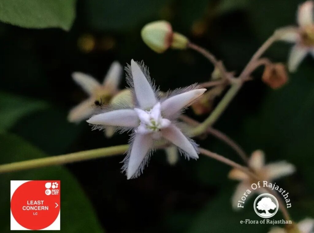 Pergularia daemia (Forssk.) Chiov.