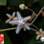 Pergularia daemia (Forssk.) Chiov.