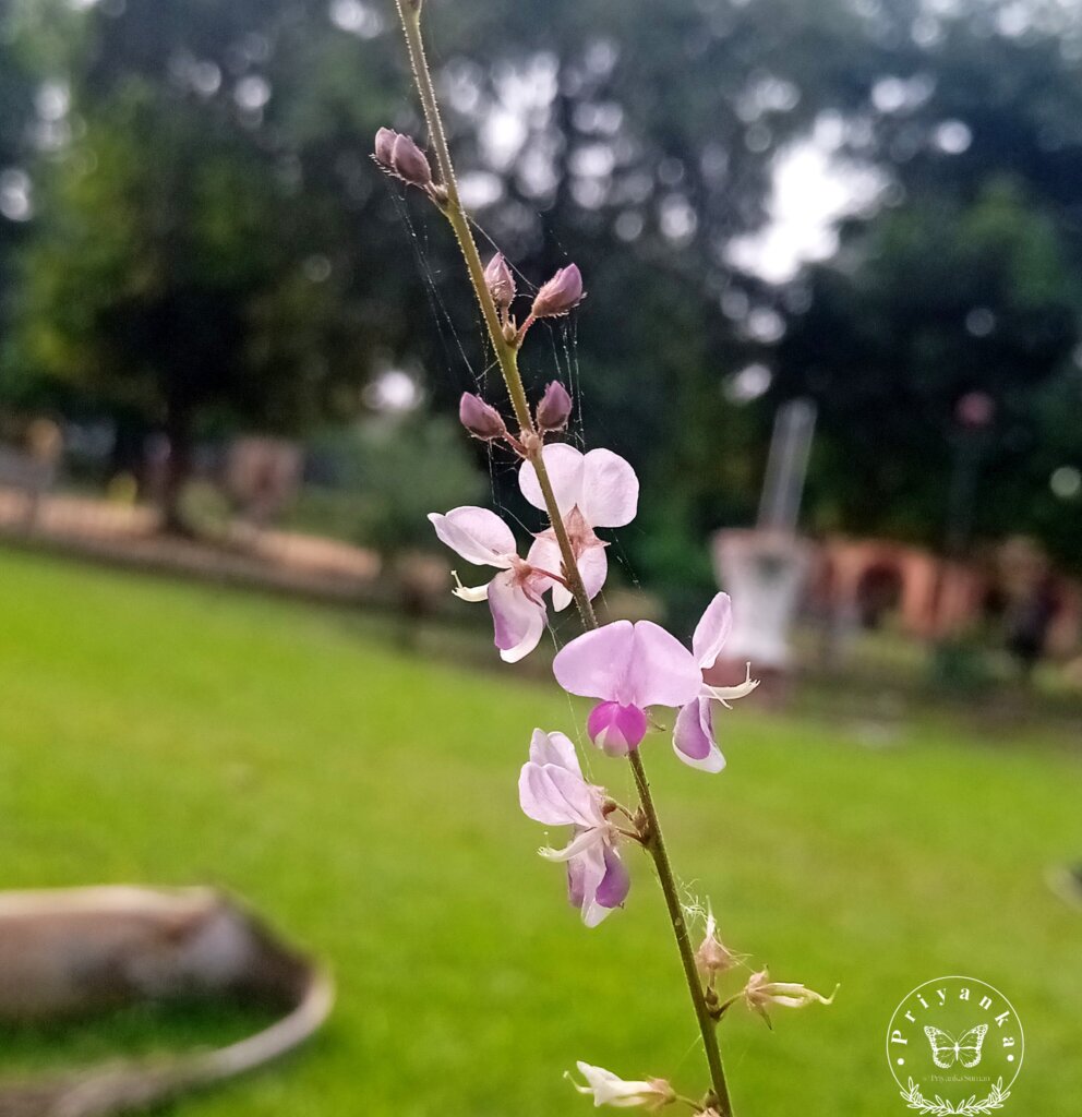 Desmodium gangeticum