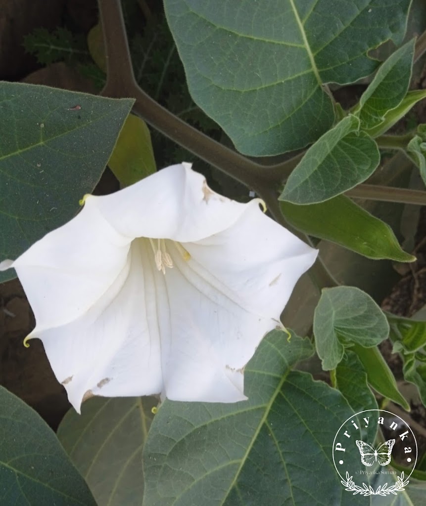 Datura innoxia 1