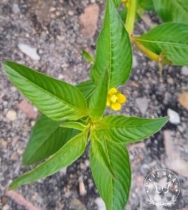 Ludwigia octovalvis (Jacq.) P.H.Raven