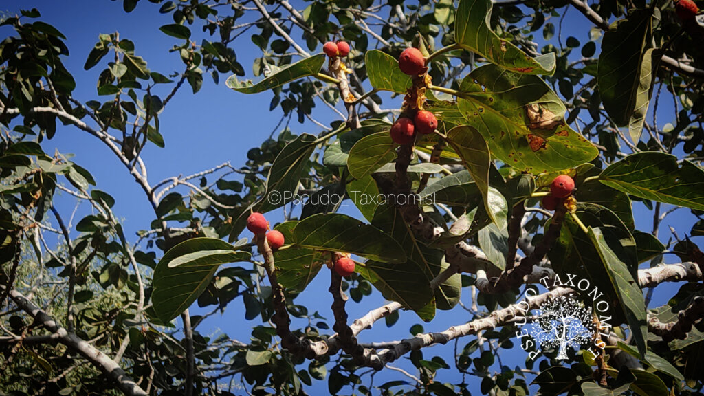 Ficus benghalensis L.