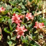 Indigofera linnaei Ali