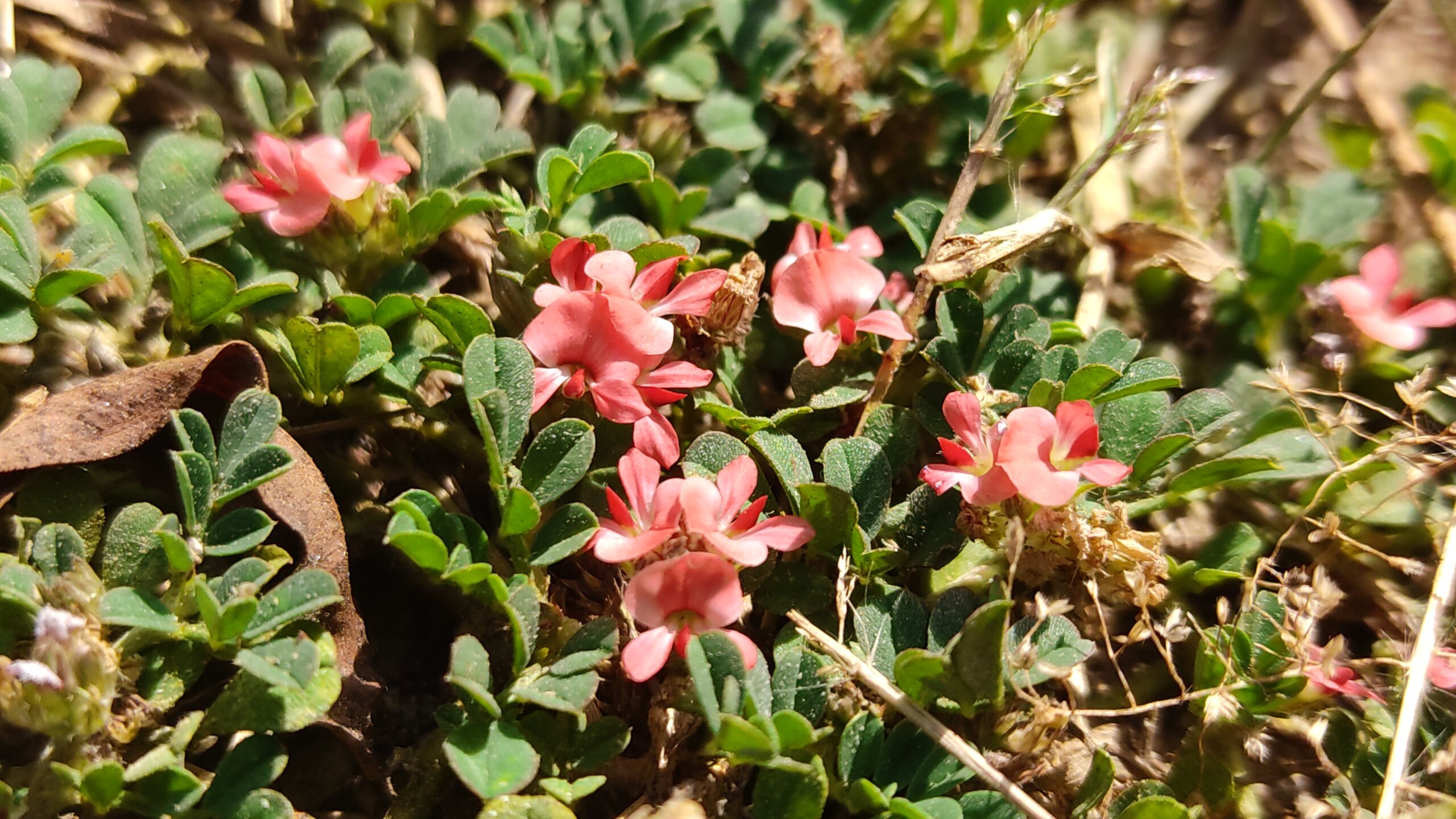Indigofera linnaei Ali 1