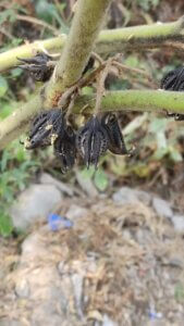 Martynia annua
