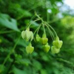 Pergularia daemia (Forssk.) Chiov.