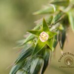 Achyranthes aspera L.