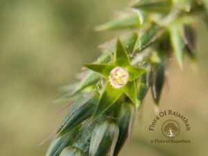 Achyranthes aspera L.