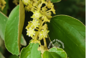 Ziziphus jujuba Mill.