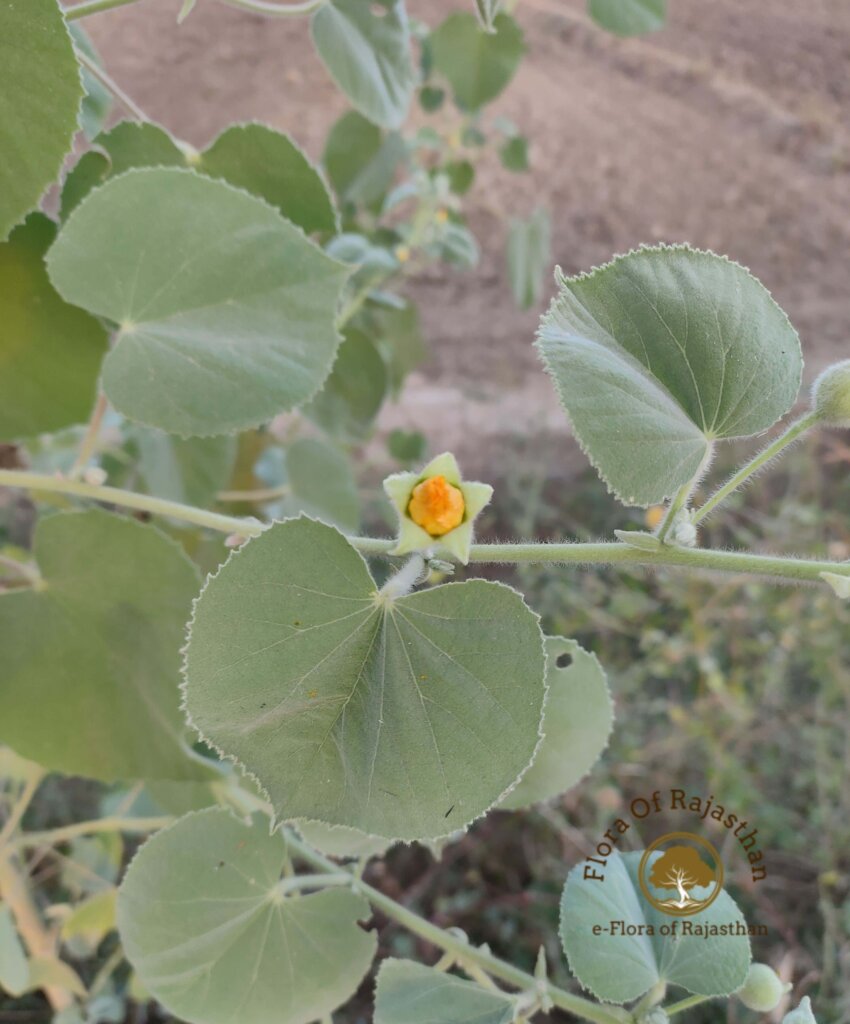Abutilon pannosum (G.Forst.) Schltdl.