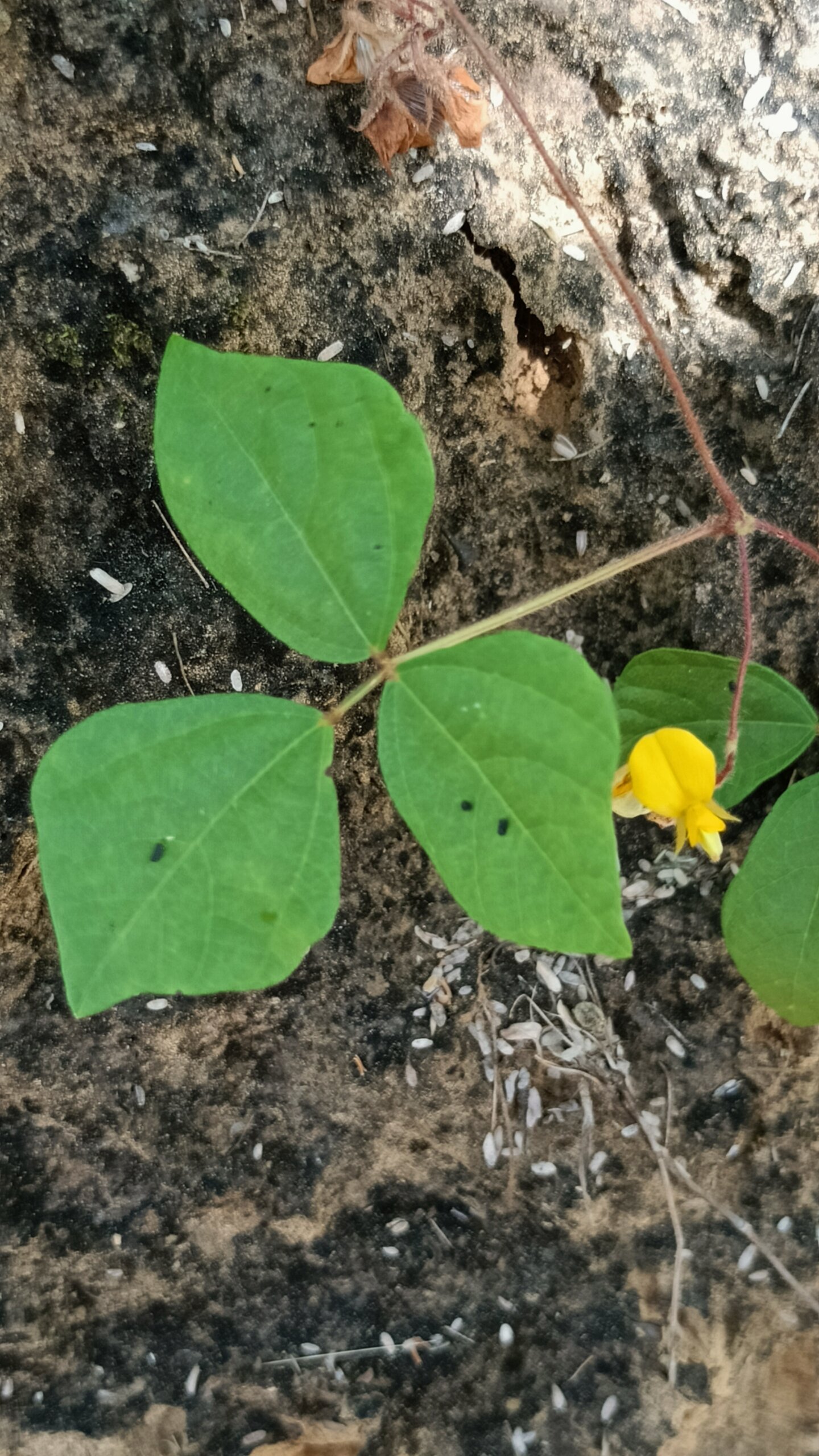 Rhynchosia capitata 1